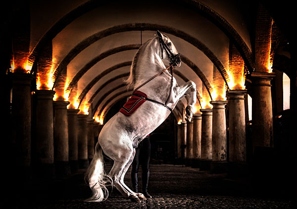 Photograph Ignacio Alvar  Thomas Carthusian Horse on One Eyeland